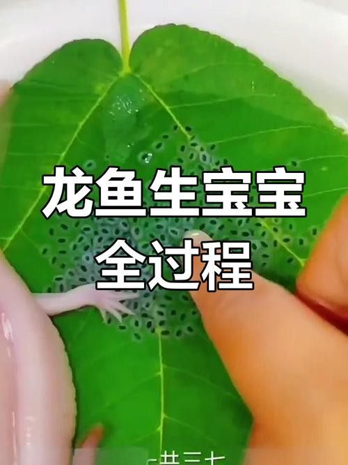 青島龍魚(yú)魚(yú)苗的品種有哪些