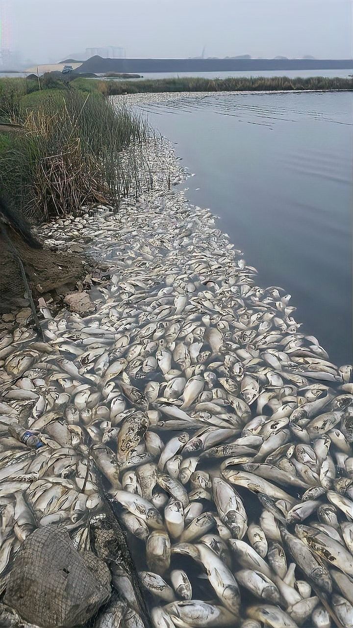 死魚事件對贊助商有何影響？（死魚事件對于贊助商的影響）