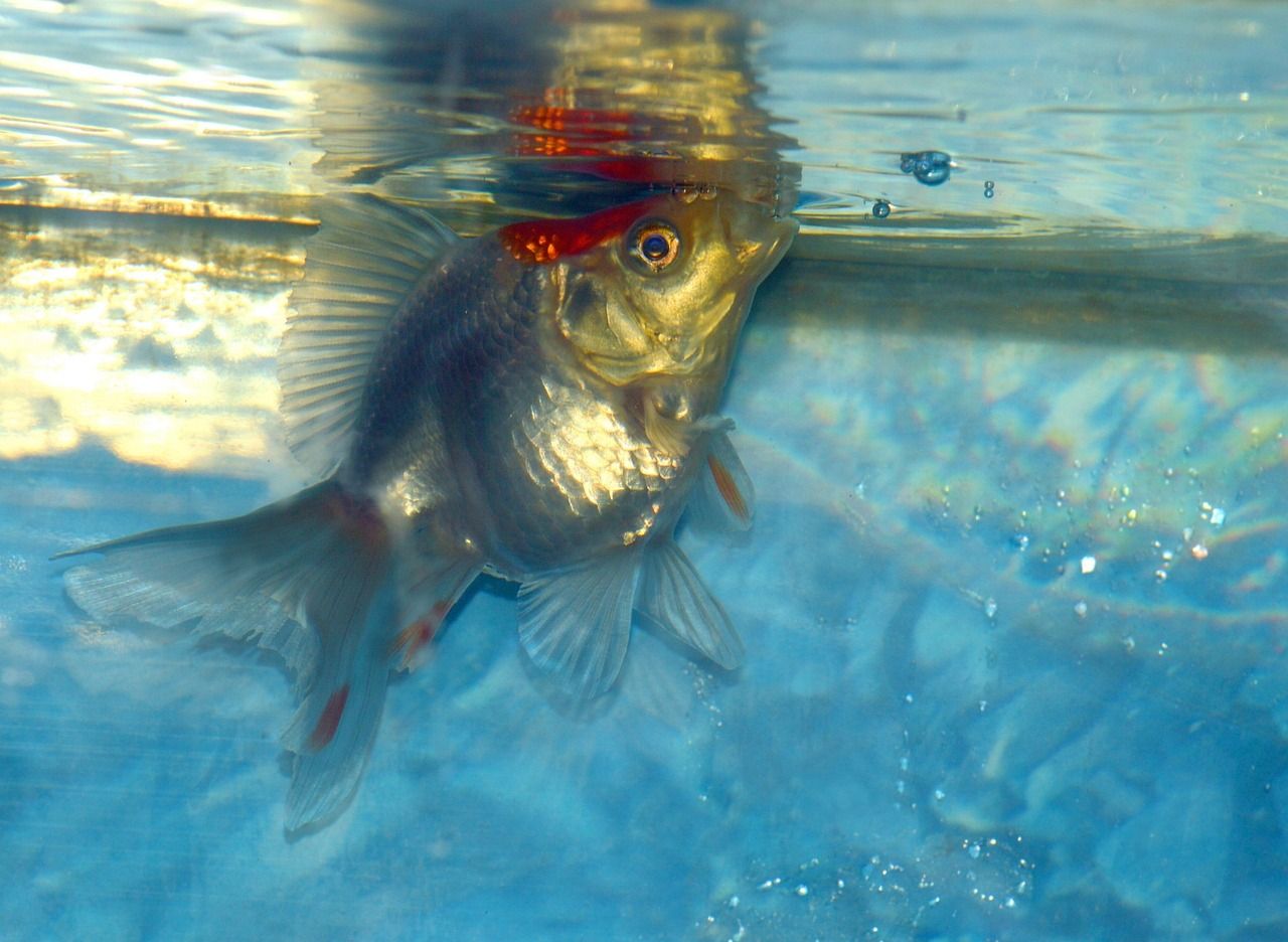 有點掉眼（“有點掉眼”現象的多維解析）