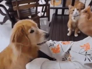 頂級紅龍魚品牌是什么意思：什么是頂級紅龍魚品牌？