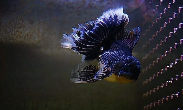 龍魚缸過濾材料多久換一次（魚缸過濾材料多久換一次）