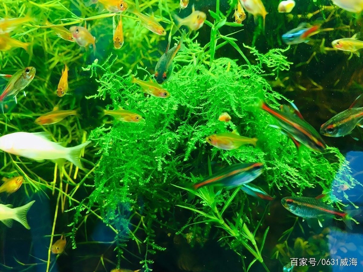 龍魚缸過濾材料多久換一次（魚缸過濾材料多久換一次）