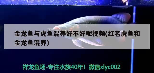 金龍魚與虎魚混養(yǎng)好不好呢視頻(紅老虎魚和金龍魚混養(yǎng))
