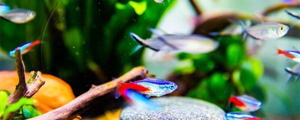 海南適合養什么觀賞魚種（海南熱帶觀賞魚的種類） 海南適合養什么觀賞魚種（海南熱帶觀賞魚的種類） 觀賞魚百科 第1張