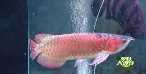 海南適合養什么觀賞魚種（海南熱帶觀賞魚的種類） 海南適合養什么觀賞魚種（海南熱帶觀賞魚的種類） 觀賞魚百科 第4張