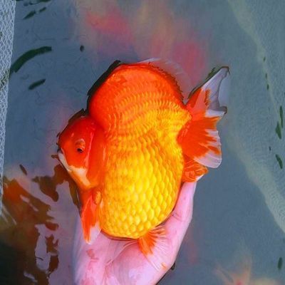 海南適合養什么觀賞魚種（海南熱帶觀賞魚的種類） 海南適合養什么觀賞魚種（海南熱帶觀賞魚的種類） 觀賞魚百科 第3張