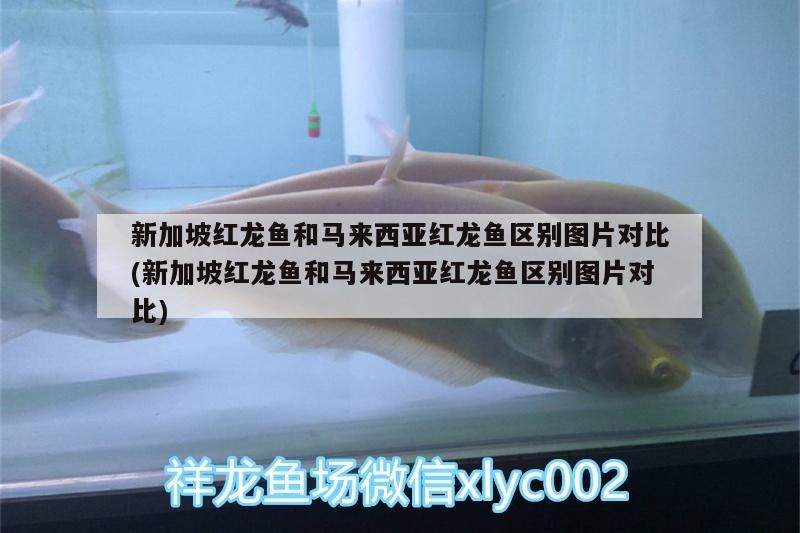 新加坡紅龍魚(yú)和馬來(lái)西亞紅龍魚(yú)區(qū)別圖片對(duì)比(新加坡紅龍魚(yú)和馬來(lái)西亞紅龍魚(yú)區(qū)別圖片對(duì)比)