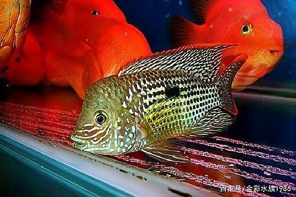 紅尾皇冠和哪種龍魚混養(yǎng)最佳（紅尾皇冠與哪種龍魚混養(yǎng)最佳）