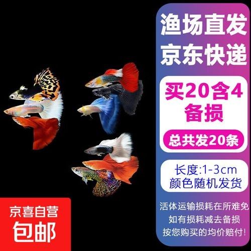 觀賞魚品牌（京喜自營官方旗艦店招財魚觀賞魚品牌推薦￥19.99）