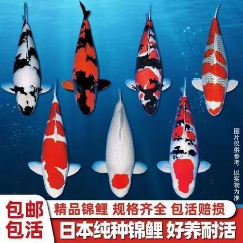 觀賞魚品牌（京喜自營官方旗艦店招財魚觀賞魚品牌推薦￥19.99）