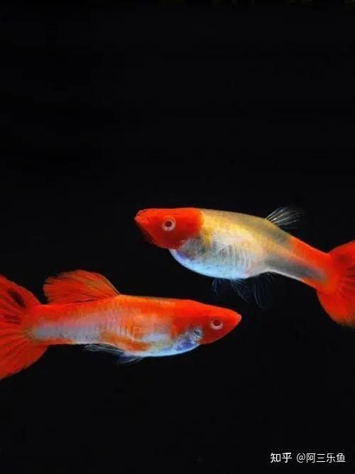 60×30魚缸適合混養哪些魚（0470×30魚缸適合混養的魚類種類包括：熱帶魚：如孔雀魚等）
