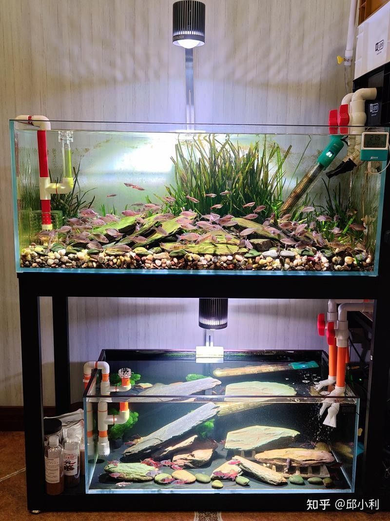 60×30魚缸適合混養哪些魚（0470×30魚缸適合混養的魚類種類包括：熱帶魚：如孔雀魚等）