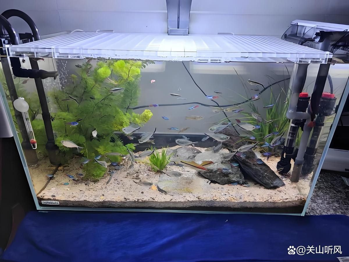 60×30魚缸適合混養哪些魚（0470×30魚缸適合混養的魚類種類包括：熱帶魚：如孔雀魚等）