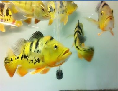 巴西亞魚《巴西亞和虎頭鯊混養行嗎》（亞魚《巴西亞和虎頭鯊混養嗎》布滿蟲紋的巴西亞魚與虎頭鯊混養）
