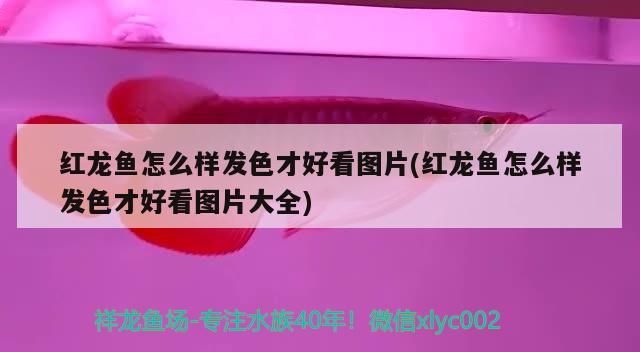 魟魚 紅龍魚怎么樣發(fā)色才好看圖片(紅龍魚怎么樣發(fā)色才好看圖片大全) 觀賞魚百科 紅龍魚怎么樣發(fā)色才好看圖片(紅龍魚怎么樣發(fā)色才好看圖片大全) 紅龍魚怎么樣發(fā)色才好看圖片(紅龍魚怎么樣發(fā)色才好看圖片大全) 觀賞魚百科