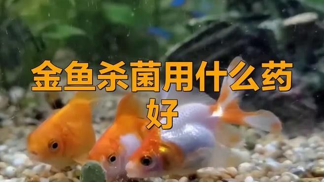 哪些藥物對龍睛金魚最安全