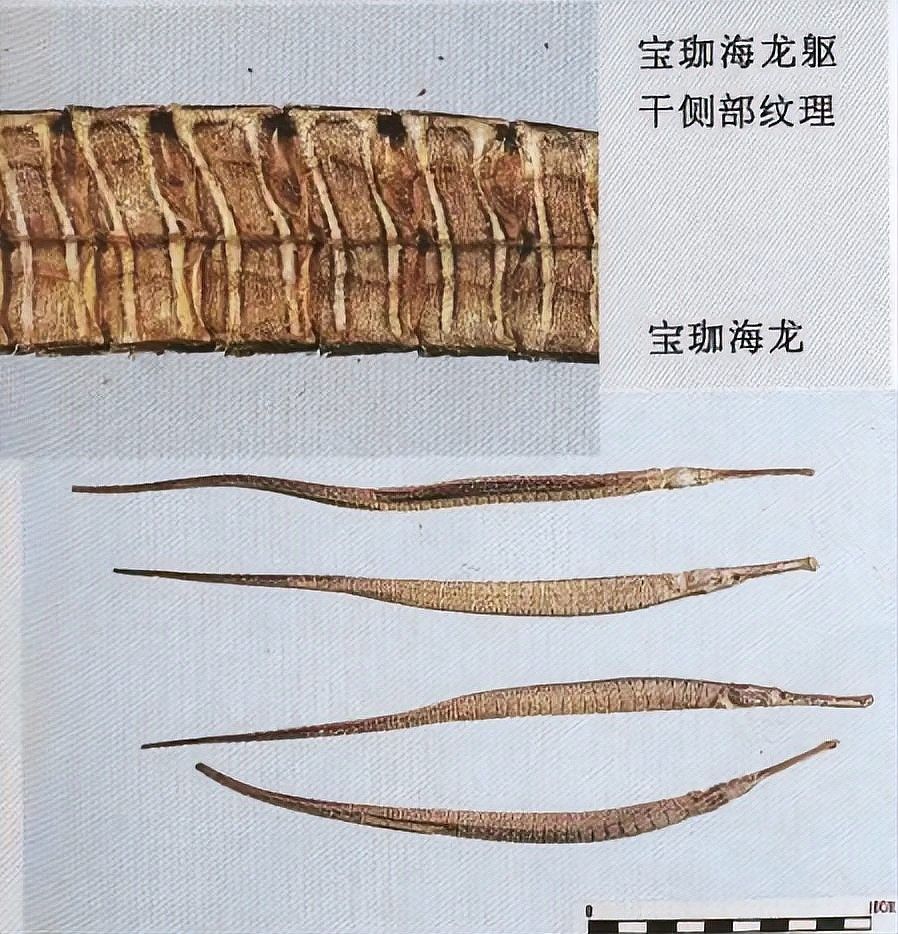 如何區分刺海龍與其他海龍科動物（刺海龍與其他海龍科動物的繁殖特征和分類依據可通過）