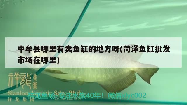 <strong><mark>中牟</mark></strong>縣哪里有賣魚缸的地方呀(菏澤魚缸批發市場在哪里)