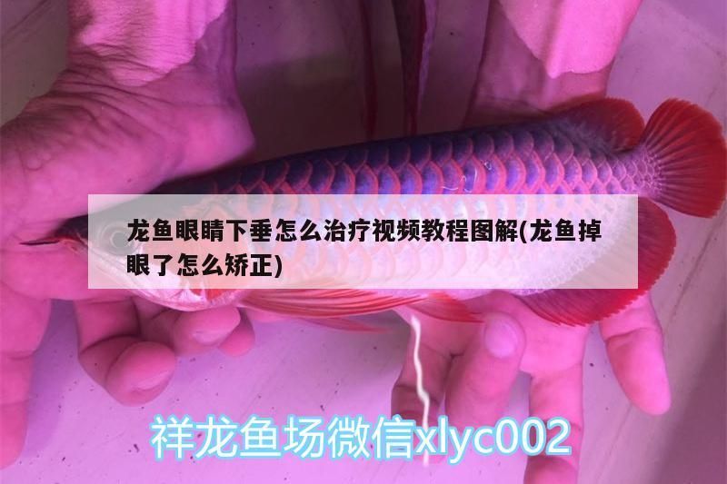 二十公分的金龍魚(yú)多少錢(qián)一條（觀賞魚(yú)金龍魚(yú)多少錢(qián)一條）
