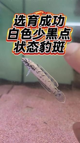 如何搜索更多雷龍魚攝影作品