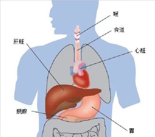 治療期間需要停食多久？（治療期間，通常建議患者暫停進食一段時間）