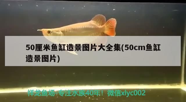 50厘米魚缸造景圖片大全集(50cm魚缸造景圖片)