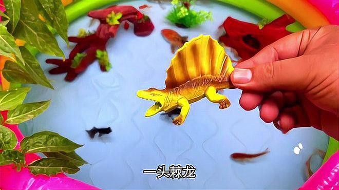 哪種雷龍魚與虎斑恐龍魚混養最佳（虎斑恐龍魚和虎斑恐龍魚混養時需要考慮以下幾點）