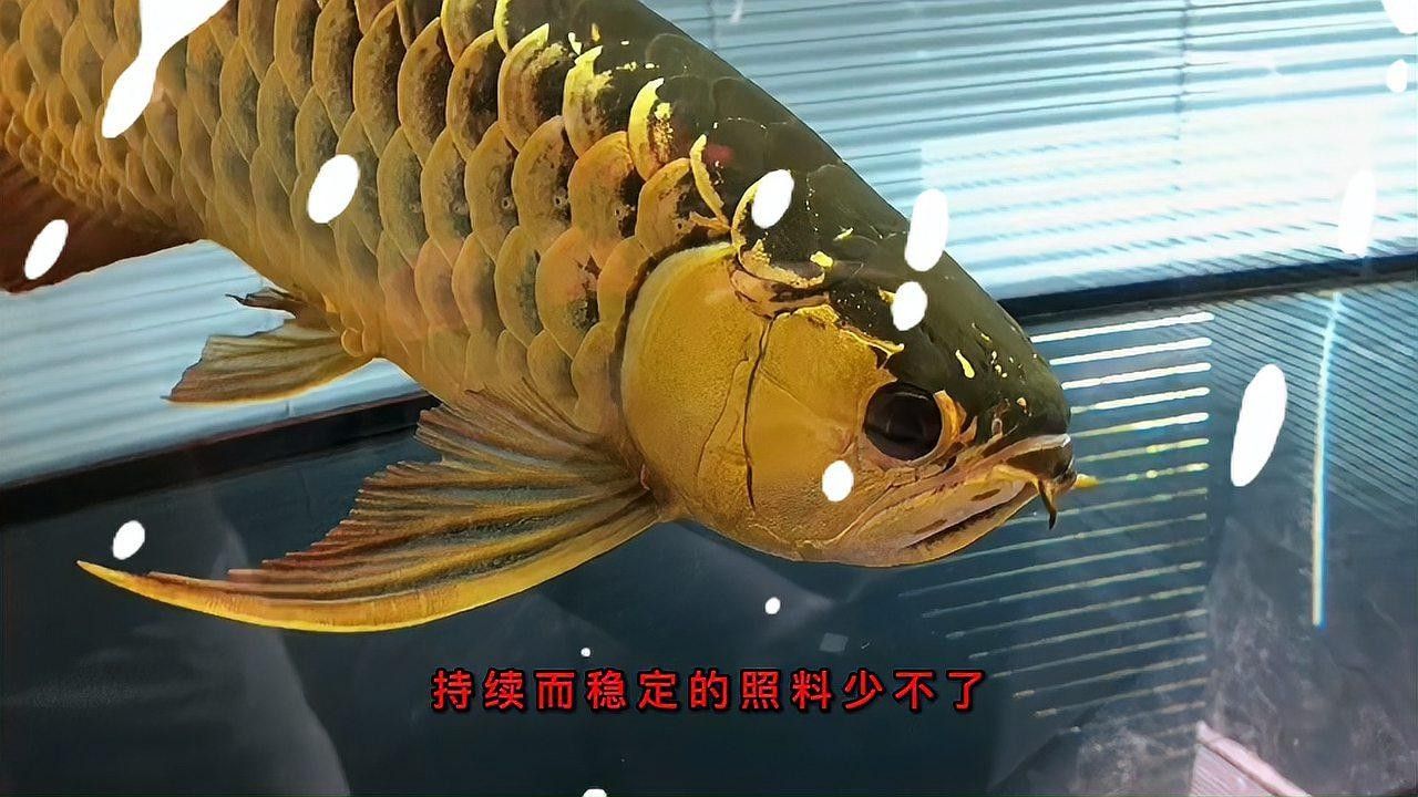 龍魚(yú)飼料魚(yú)多久換一次