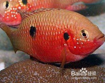 給龍魚喂食之后又吐出來是怎么回事：為什么喂食之后龍魚會吐出食物？