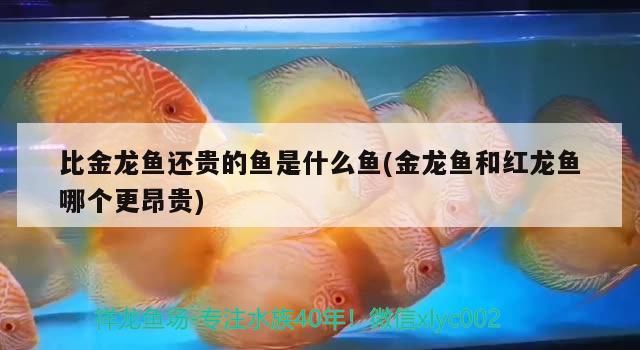 比金龍魚還貴的魚是什么魚(金龍魚和紅龍魚哪個更昂貴)