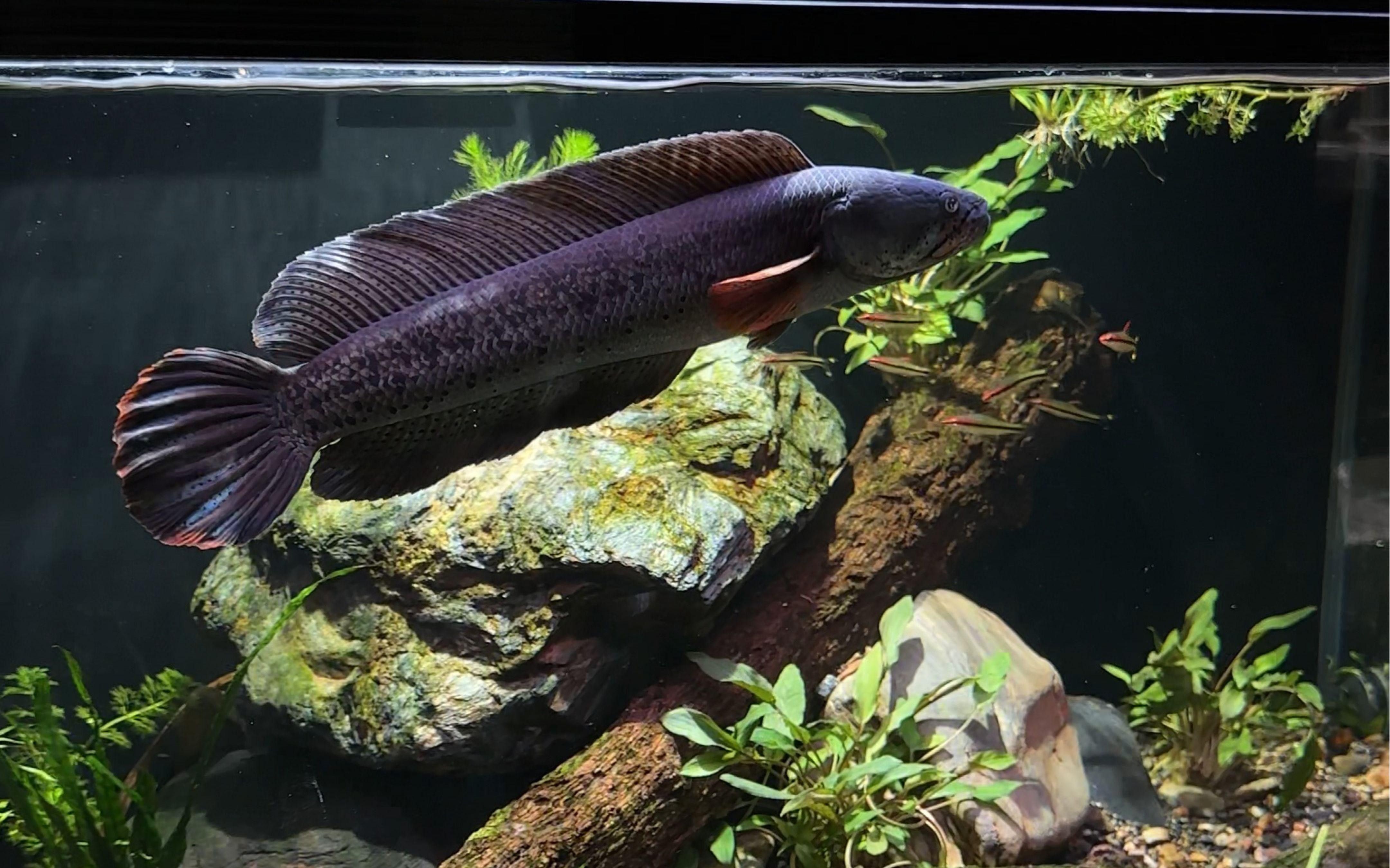 魚(yú)缸水發(fā)白霧蒙蒙的怎么解決（嗶哩嗶哩魚(yú)缸水發(fā)白霧蒙蒙的怎么解決）