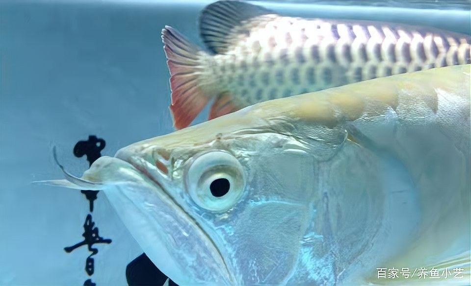 龍魚眼睛有白霧是什么（龍魚眼睛出現白霧是典型的“蒙眼病”癥狀及治療方法）