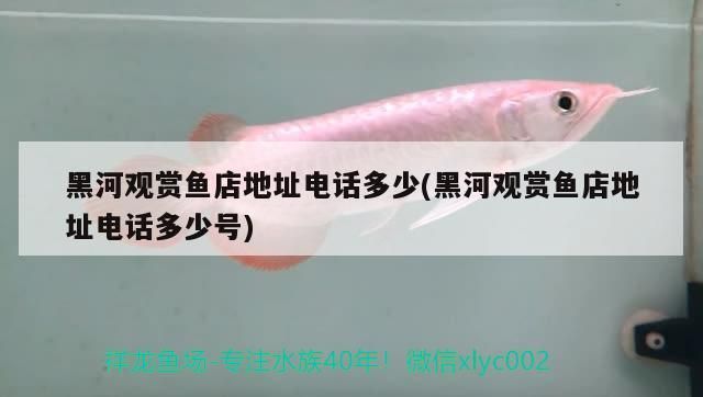 黑河觀賞魚店地址電話多少(黑河觀賞魚店地址電話多少號)
