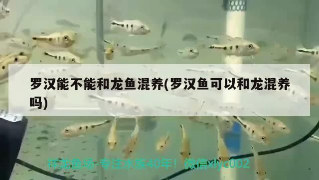 羅漢能不能和龍魚混養(羅漢魚可以和龍混養嗎)（羅漢能不能和龍魚混養）
