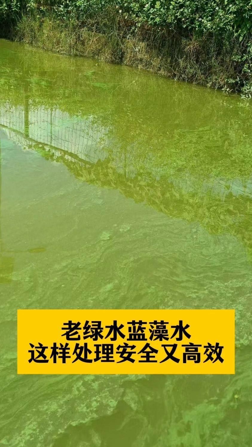 魚塘水質發綠怎么處理（魚塘水質發綠如何處理）