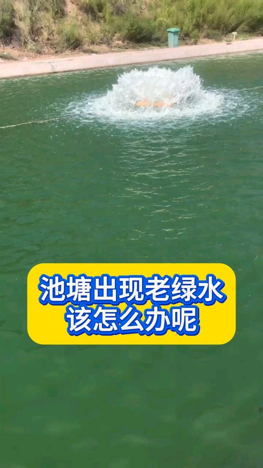魚塘水質發綠怎么處理（魚塘水質發綠如何處理）
