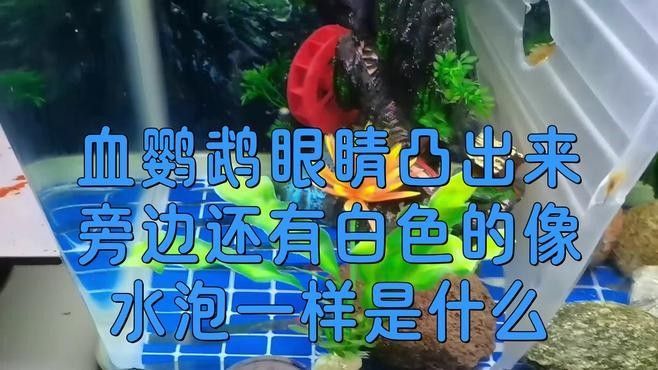 單眼凸出病魚多久會死亡 單眼凸出病魚多久會死亡 龍魚百科 第1張