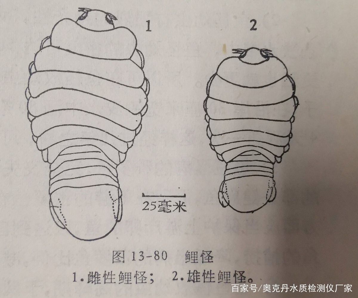 單眼凸出病魚多久會死亡 單眼凸出病魚多久會死亡 龍魚百科 第3張