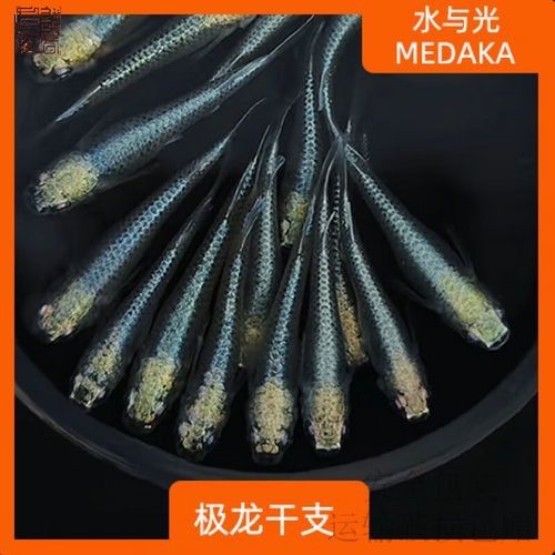 龍魚苗2cm多少人民幣