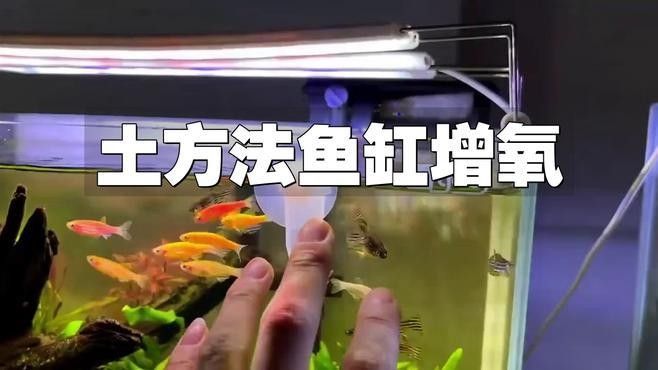 哪種增氧方法最有效？（怎么給魚缸增氧）