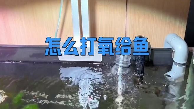 哪種增氧方法最有效？（怎么給魚缸增氧）