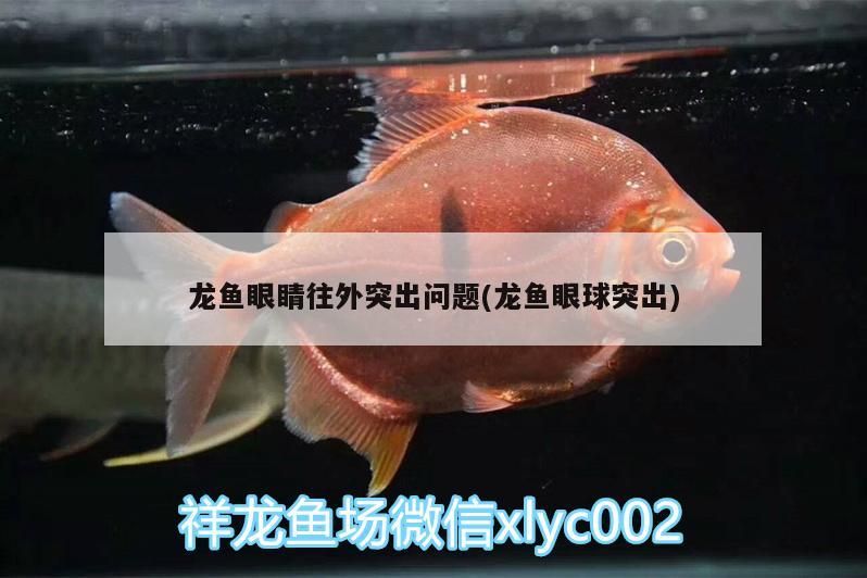 龍魚眼睛往外突出問題(龍魚眼球突出)