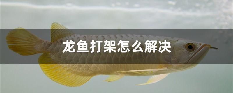 龍魚打架怎么解決