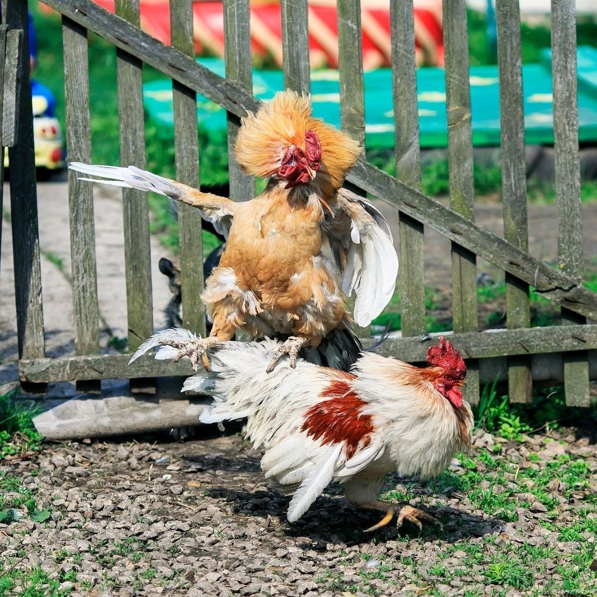 混養(yǎng)初期如何降低領(lǐng)地爭斗風(fēng)險（養(yǎng)初期動物之間的領(lǐng)地爭斗是一個常見且棘手的策略）