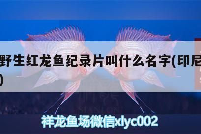 印尼野生紅龍魚紀錄片叫什么名字(印尼血紅龍魚)
