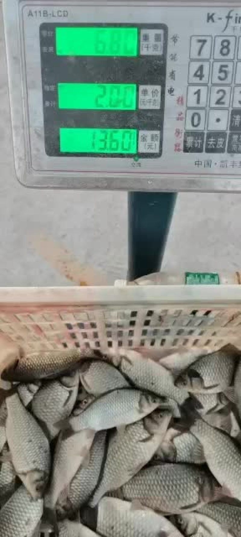 巴中龍魚的價(jià)格是多少（巴中龍魚的價(jià)格是多少巴中龍魚的價(jià)格有望保持穩(wěn)定或小幅上漲）