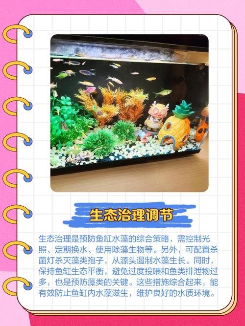 如何設置魚缸躲避物以減少沖突