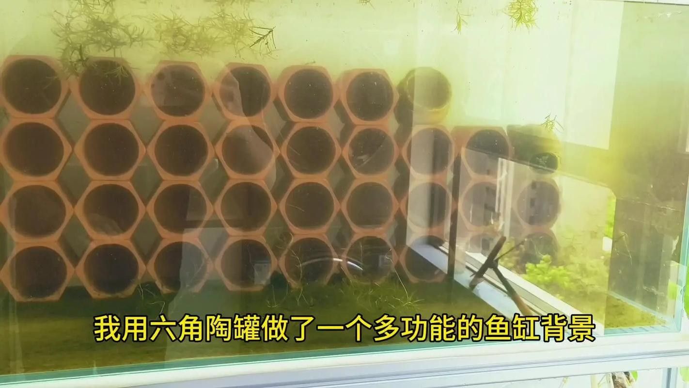 如何設置魚缸躲避物以減少沖突
