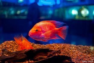 如何設置魚缸躲避物以減少沖突