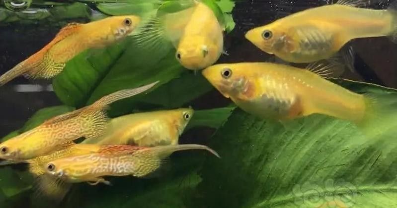如何設置魚缸躲避物以減少沖突